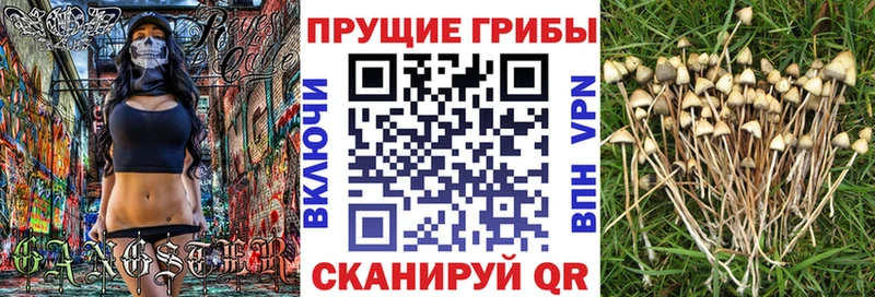 где найти   Чудово  Псилоцибиновые грибы Magic Shrooms 